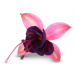 Фуксия Bella Fuchsia Georgia Фуксия Bella Fuchsia Georgia
