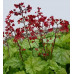 Гейхера Грин Ти (Heuchera Green Tea) 