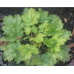 Гейхера Грин Ти (Heuchera Green Tea) 
