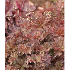 Гейхера Капучино (Heuchera Cappuccino)
