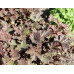 Гейхера Капучино (Heuchera Cappuccino)