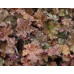 Гейхера Капучино (Heuchera Cappuccino)