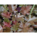 Гейхера Капучино (Heuchera Cappuccino)