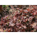 Гейхера Капучино (Heuchera Cappuccino)