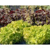 Гейхера Лайм Раффлз (Heuchera Lime Ruffles) Гейхера Лайм Раффлз (Heuchera Lime Ruffles)