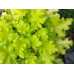 Гейхера Лайм Раффлз (Heuchera Lime Ruffles) Гейхера Лайм Раффлз (Heuchera Lime Ruffles)