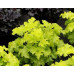 Гейхера Лайм Раффлз (Heuchera Lime Ruffles) Гейхера Лайм Раффлз (Heuchera Lime Ruffles)