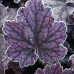 Гейхера Миднайт Байю (Heuchera Midnight Bayou) Гейхера Миднайт Байю (Heuchera Midnight Bayou)