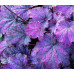 Гейхера Миднайт Байю (Heuchera Midnight Bayou) Гейхера Миднайт Байю (Heuchera Midnight Bayou)
