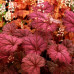 Гейхера Миднайт Байю (Heuchera Midnight Bayou) Гейхера Миднайт Байю (Heuchera Midnight Bayou)
