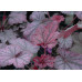Гейхера Миднайт Байю (Heuchera Midnight Bayou) Гейхера Миднайт Байю (Heuchera Midnight Bayou)