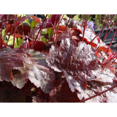 Гейхера Рейчел (Heuchera Rachel) Гейхера Рейчел (Heuchera Rachel)