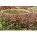 Гейхера Рейчел (Heuchera Rachel) Гейхера Рейчел (Heuchera Rachel)