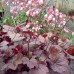 Гейхера Рейчел (Heuchera Rachel) Гейхера Рейчел (Heuchera Rachel)