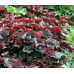 Гейхера Рейчел (Heuchera Rachel) Гейхера Рейчел (Heuchera Rachel)