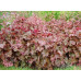 Гейхера Рейчел (Heuchera Rachel) Гейхера Рейчел (Heuchera Rachel)