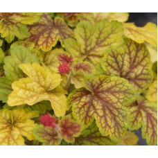 Гейхера Ренуар (Heuchera Renoir) Гейхера Ренуар (Heuchera Renoir)