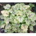 Гейхера Ренуар (Heuchera Renoir) Гейхера Ренуар (Heuchera Renoir)