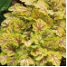 Гейхера Ренуар (Heuchera Renoir) Гейхера Ренуар (Heuchera Renoir)