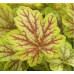 Гейхера Ренуар (Heuchera Renoir) Гейхера Ренуар (Heuchera Renoir)