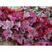 Гейхера Спеллбаунд (Heuchera Spellbound) Гейхера Спеллбаунд (Heuchera Spellbound)