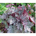 Гейхера Спеллбаунд (Heuchera Spellbound) Гейхера Спеллбаунд (Heuchera Spellbound)