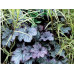 Гейхера Спеллбаунд (Heuchera Spellbound) Гейхера Спеллбаунд (Heuchera Spellbound)