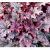 Гейхера Спеллбаунд (Heuchera Spellbound) Гейхера Спеллбаунд (Heuchera Spellbound)