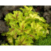 Гейхера Голд Страйк (Heucherella Gold Strike) Гейхера Голд Страйк (Heucherella Gold Strike)
