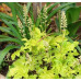 Гейхера Голд Страйк (Heucherella Gold Strike) Гейхера Голд Страйк (Heucherella Gold Strike)