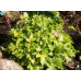 Гейхера Голд Страйк (Heucherella Gold Strike) Гейхера Голд Страйк (Heucherella Gold Strike)