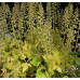 Гейхера Голд Страйк (Heucherella Gold Strike) Гейхера Голд Страйк (Heucherella Gold Strike)