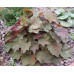 Гейхера Биг Топ Бронз (Heuchera Big Top Bronze) Гейхера Биг Топ Бронз (Heuchera Big Top Bronze)