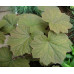 Гейхера Биг Топ Бронз (Heuchera Big Top Bronze) Гейхера Биг Топ Бронз (Heuchera Big Top Bronze)