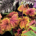 Гейхера Дельта Дон (Heuchera Delta Dawn) Гейхера Дельта Дон (Heuchera Delta Dawn)