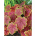 Гейхера Дельта Дон (Heuchera Delta Dawn) Гейхера Дельта Дон (Heuchera Delta Dawn)