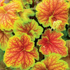 Гейхера Дельта Дон (Heuchera Delta Dawn) Гейхера Дельта Дон (Heuchera Delta Dawn)