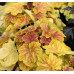 Гейхера Дельта Дон (Heuchera Delta Dawn) Гейхера Дельта Дон (Heuchera Delta Dawn)