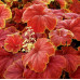 Гейхера Дельта Дон (Heuchera Delta Dawn) Гейхера Дельта Дон (Heuchera Delta Dawn)