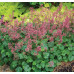 Гейхера Литтл Кьюти Пепперминт (Heuchera Little Cutie Peppermint) Гейхера Литтл Кьюти Пепперминт (Heuchera Little Cutie Peppermint)