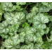 Гейхера Литтл Кьюти Пепперминт (Heuchera Little Cutie Peppermint) Гейхера Литтл Кьюти Пепперминт (Heuchera Little Cutie Peppermint)