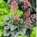 Гейхера Литтл Кьюти Пепперминт (Heuchera Little Cutie Peppermint) Гейхера Литтл Кьюти Пепперминт (Heuchera Little Cutie Peppermint)