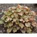 Гейхера Пино Гри (Heuchera Pinot Gris)