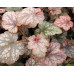 Гейхера Пино Гри (Heuchera Pinot Gris)