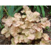 Гейхера Пино Гри (Heuchera Pinot Gris)