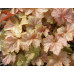 Гейхера Пино Гри (Heuchera Pinot Gris)