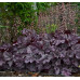 Гейхера Роуз Кварц (Heuchera Rose Quartz) Гейхера Роуз Кварц (Heuchera Rose Quartz)