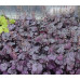Гейхера Роуз Кварц (Heuchera Rose Quartz) Гейхера Роуз Кварц (Heuchera Rose Quartz)