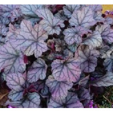 Гейхера Роуз Кварц (Heuchera Rose Quartz) Гейхера Роуз Кварц (Heuchera Rose Quartz)