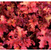 Гейхера Зиппер (Heuchera Zipper) Гейхера Зиппер (Heuchera Zipper)